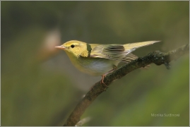 <p>BUDNÍČEK LESNÍ (Phylloscopus sibilatrix) /Wood warbler – Waldlaubsänger/</p>